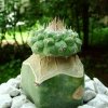 Strombocactus _disciformis_ ssp.esperanzae _02